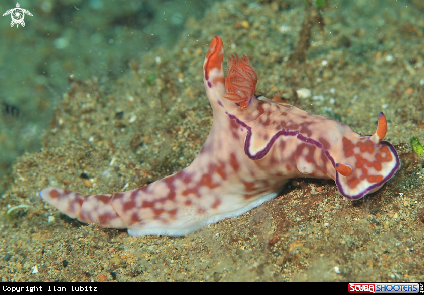A Nudibranch