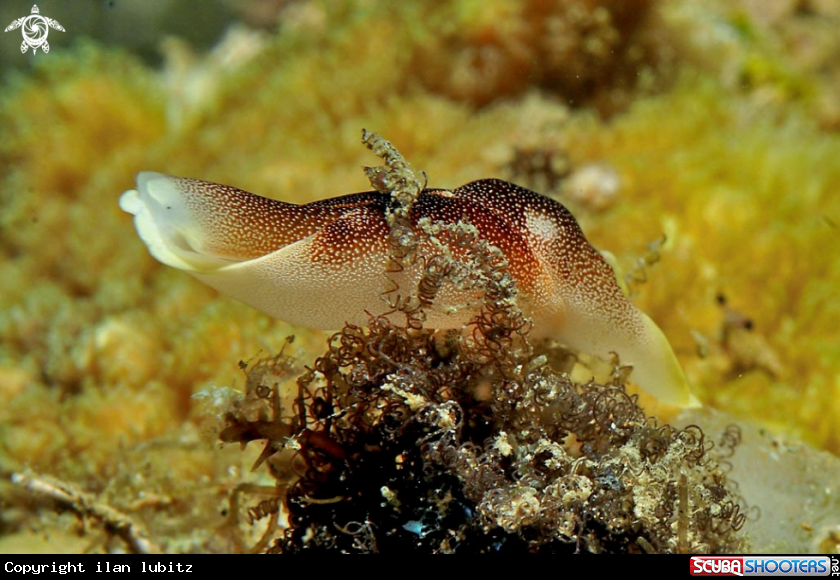 A sea slug