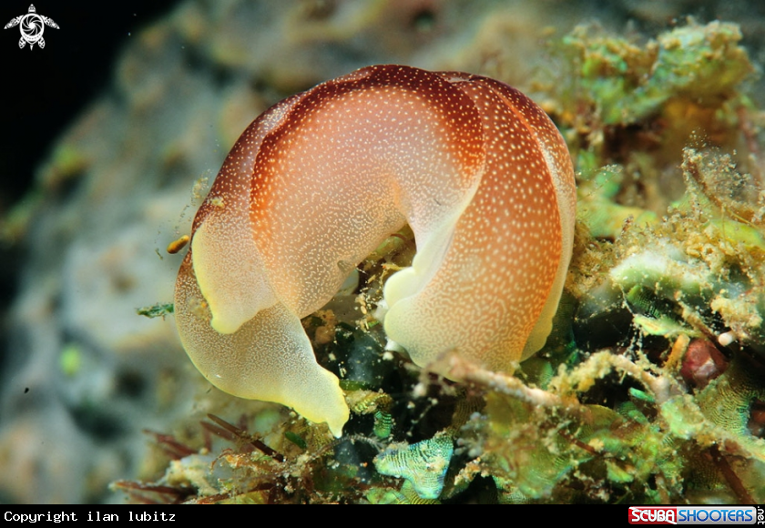 A sea slug