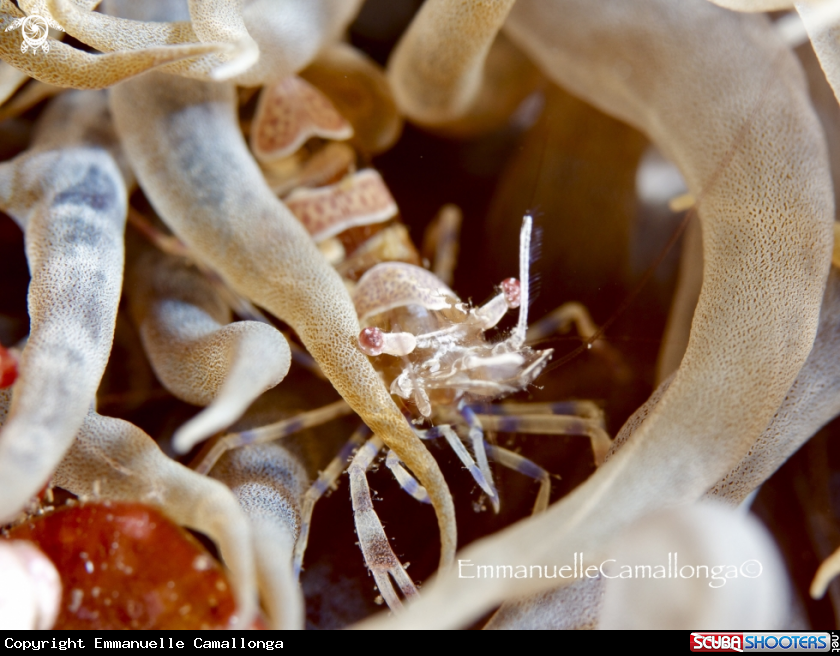A underwater creature