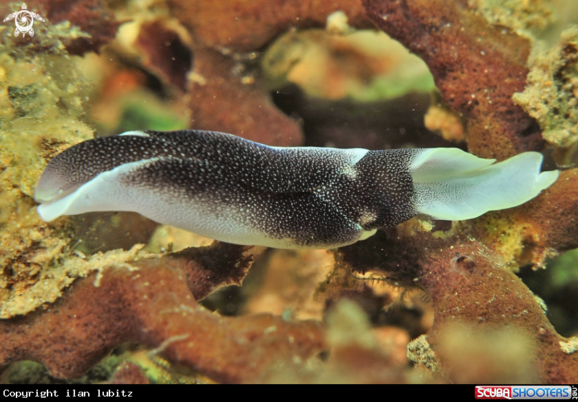 A sea slug