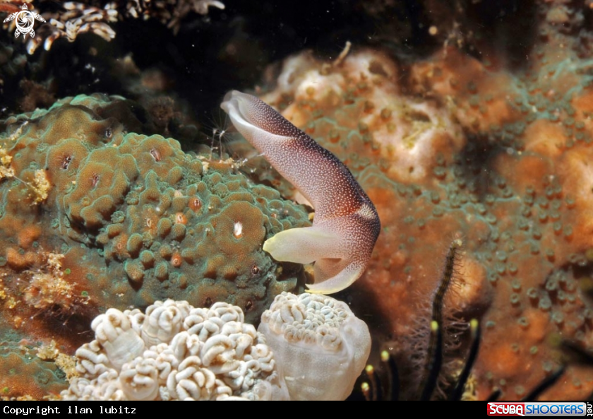 A sea slug