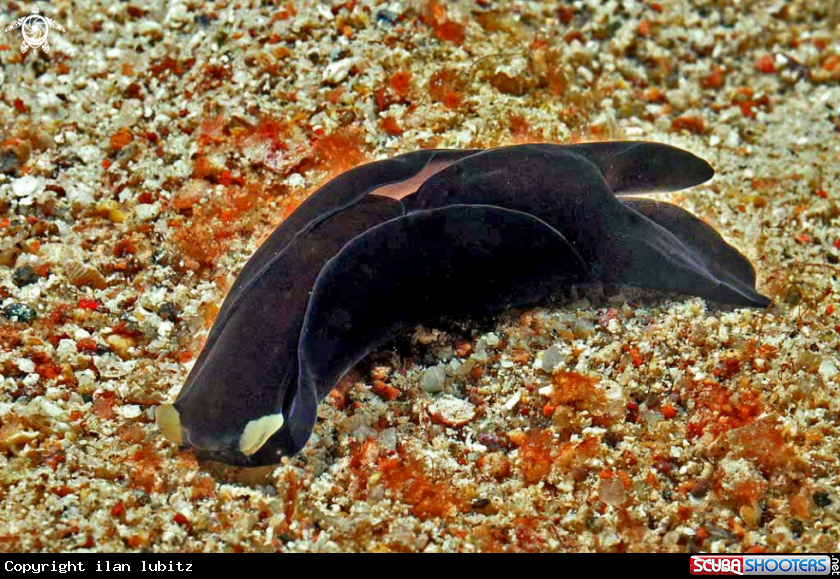 A sea slug