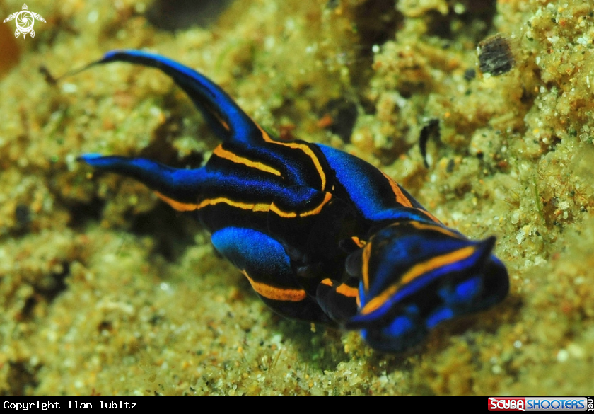 A sea slug