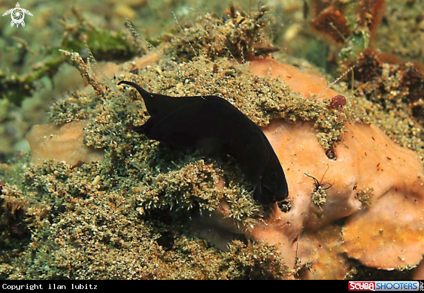 A sea slug