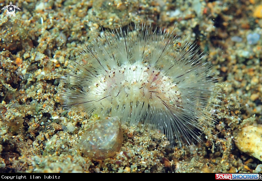 A sea slug