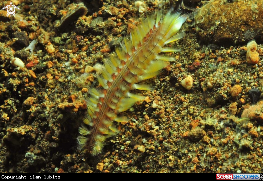 A sea slug