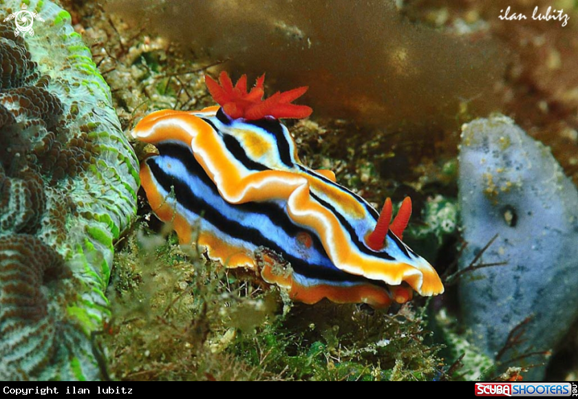 A Nudibranch