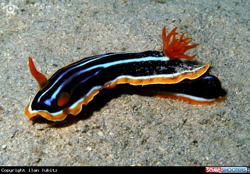 A Nudibranch