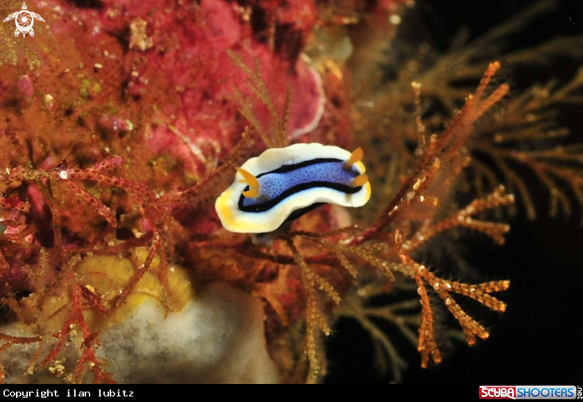 A Nudibranch