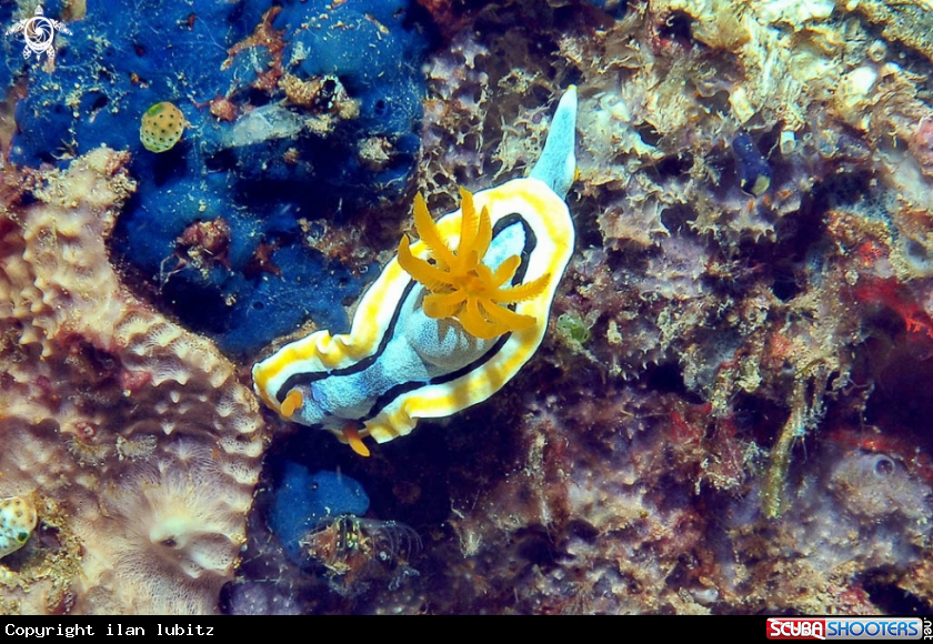 A Nudibranch