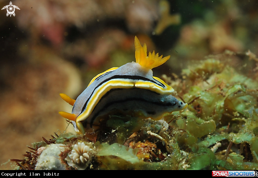 A Nudibranch