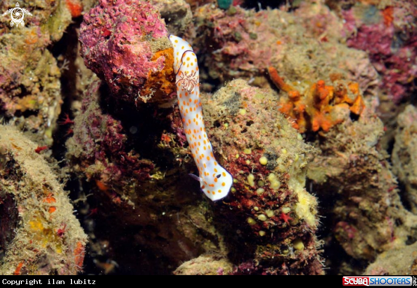 A Nudibranch