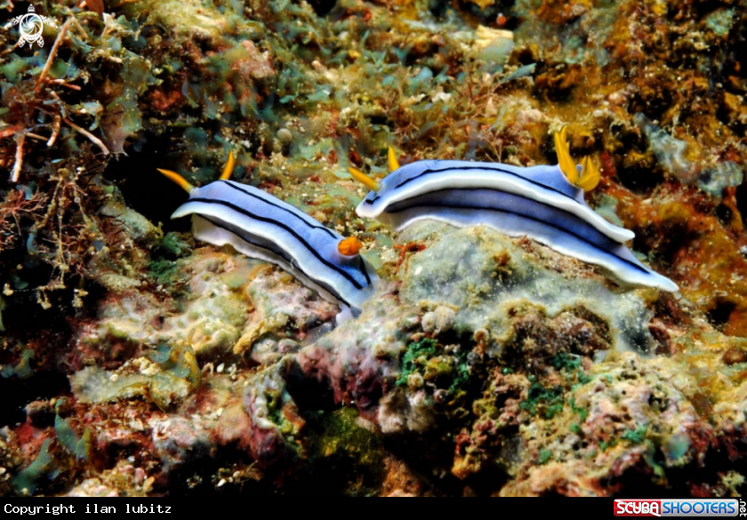 A Nudibranch