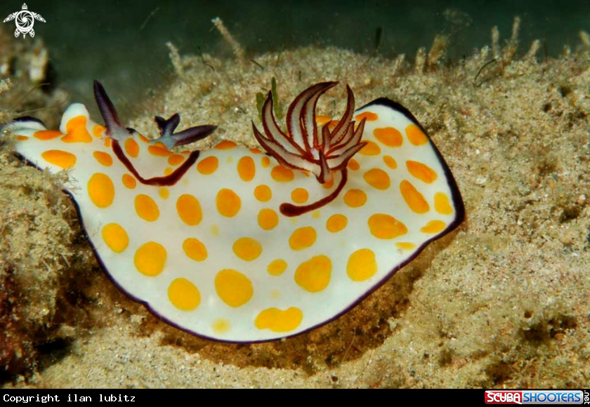 A Nudibranch