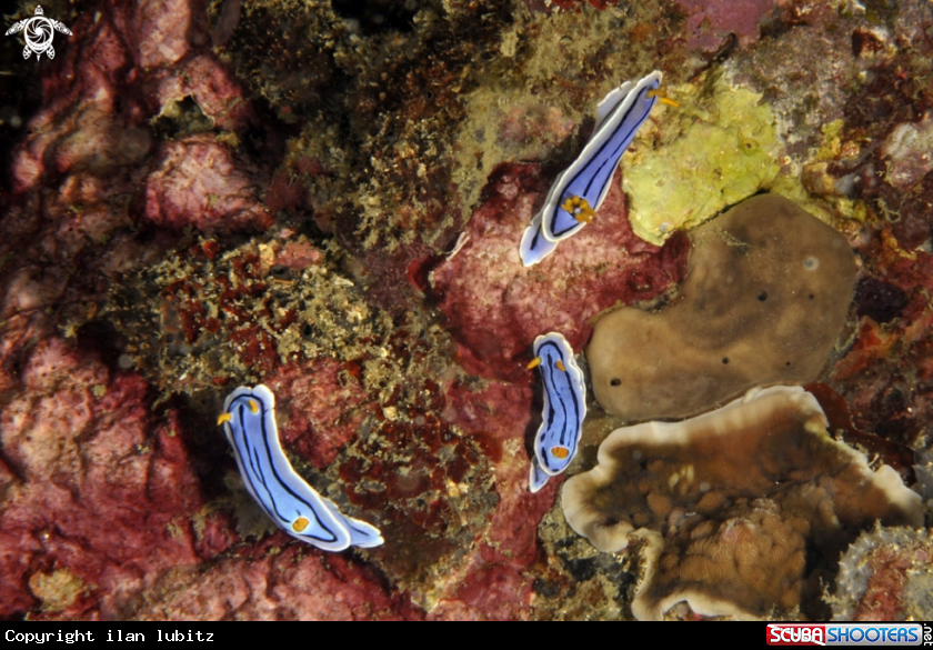 A Nudibranch