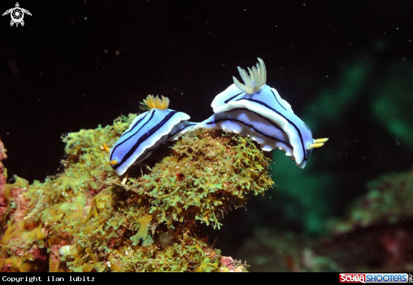 A Nudibranch