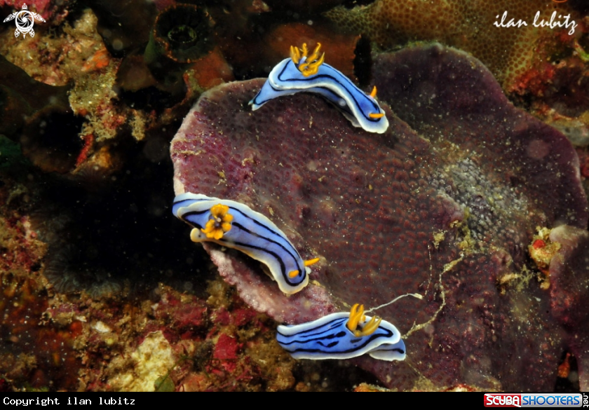 A Nudibranch