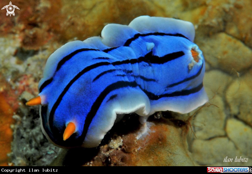 A Nudibranch