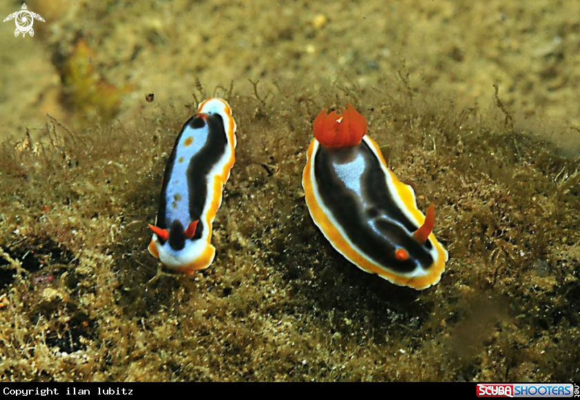 A Nudibranch