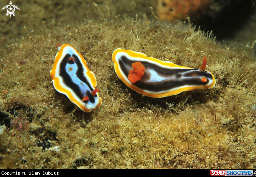 A Nudibranch