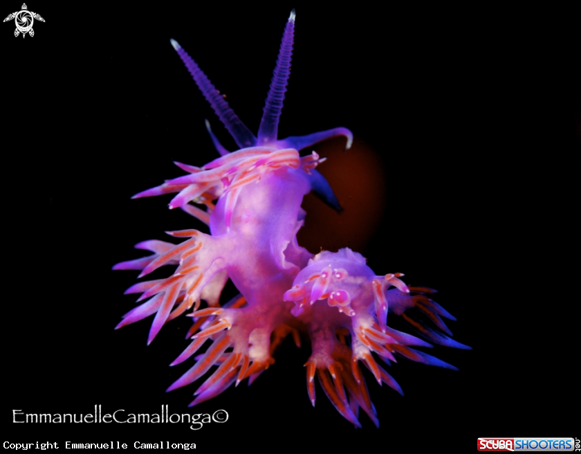 A underwater creature