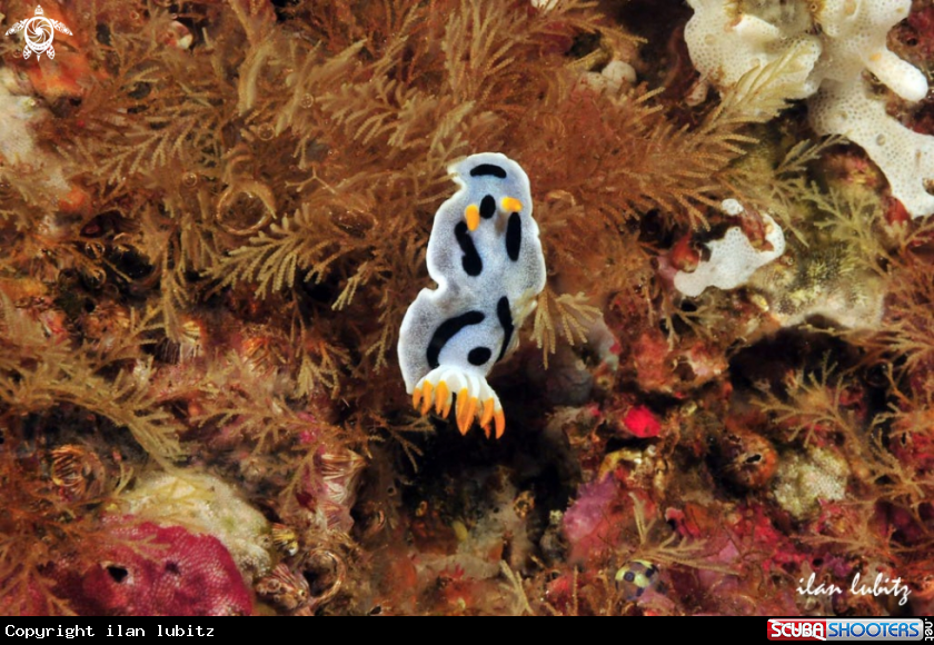 A Nudibranch