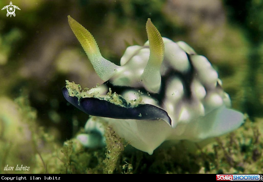 A Nudibranch
