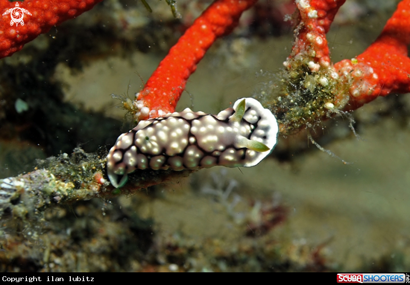 A Nudibranch