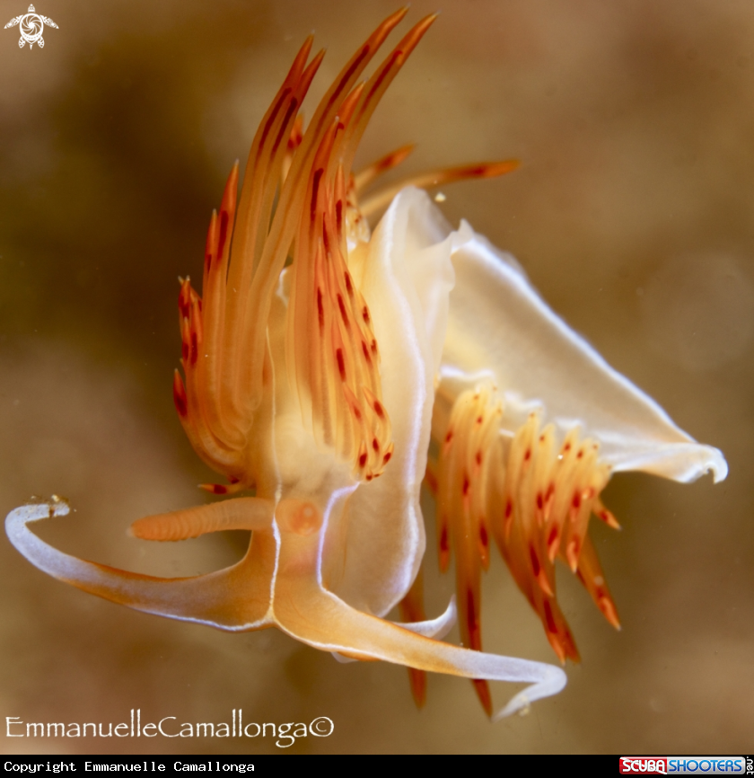 A underwater creature