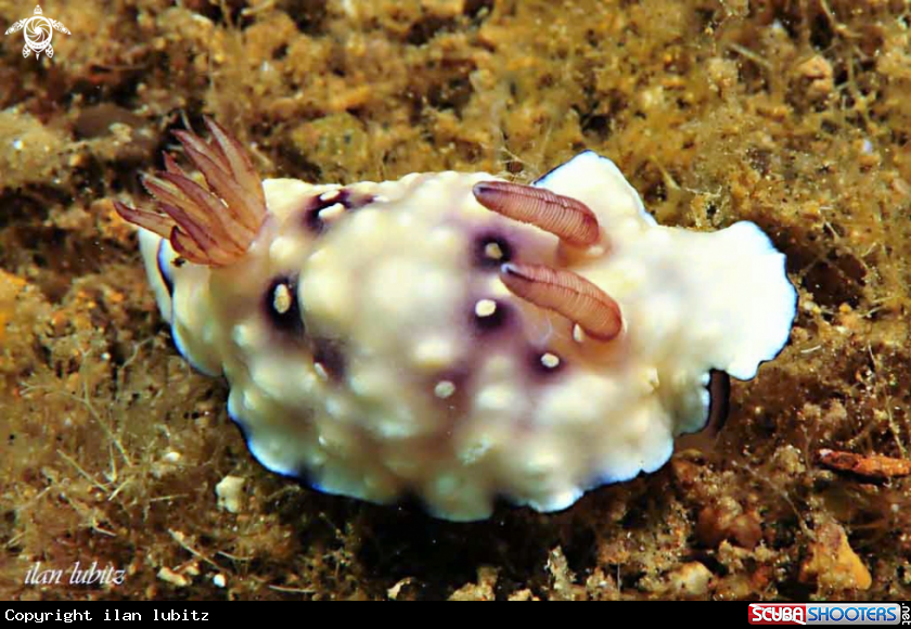 A Nudibranch