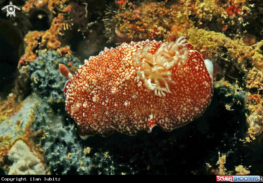 A Nudibranch