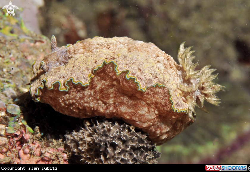 A Nudibranch