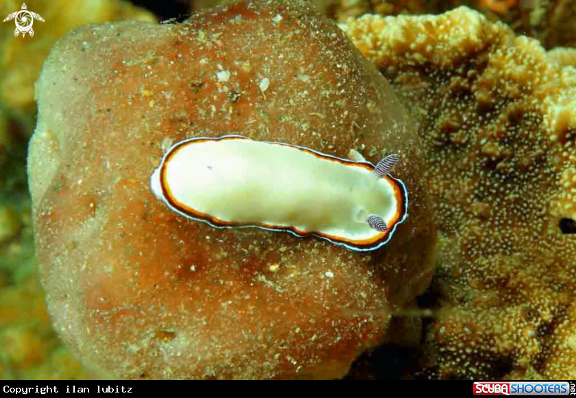 A Nudibranch