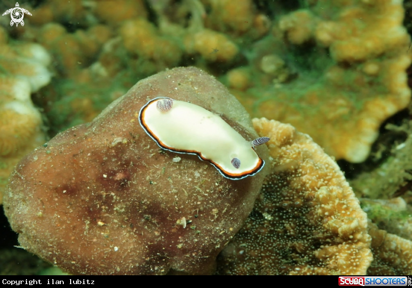 A Nudibranch