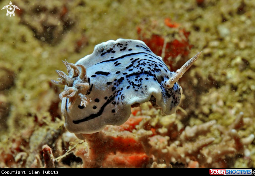 A Nudibranch