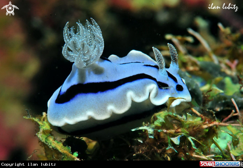 A Nudibranch
