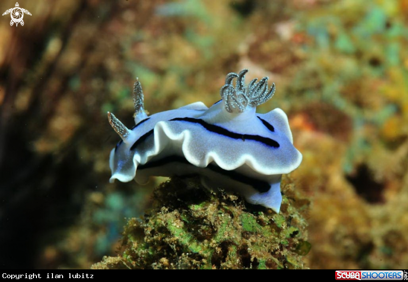 A Nudibranch