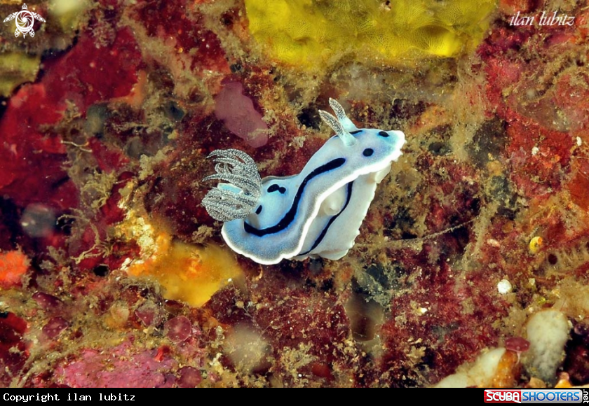 A Nudibranch