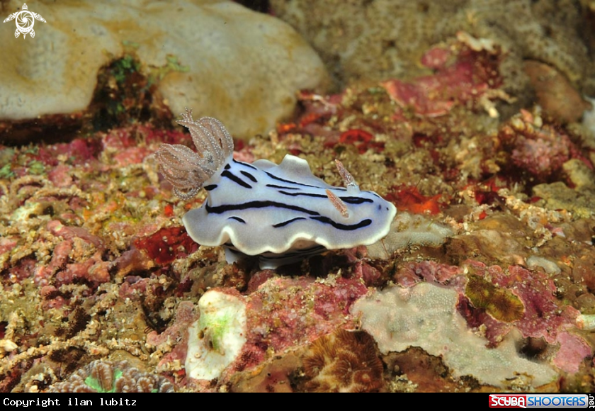 A Nudibranch