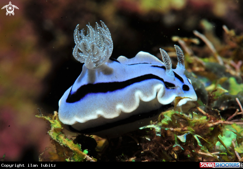 A Nudibranch