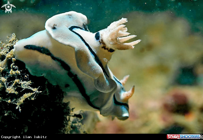A Nudibranch