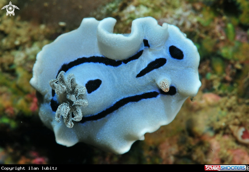 A Nudibranch