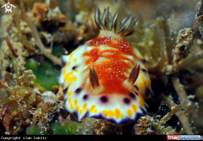 A Nudibranch