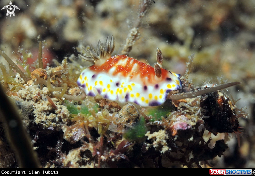 A Nudibranch