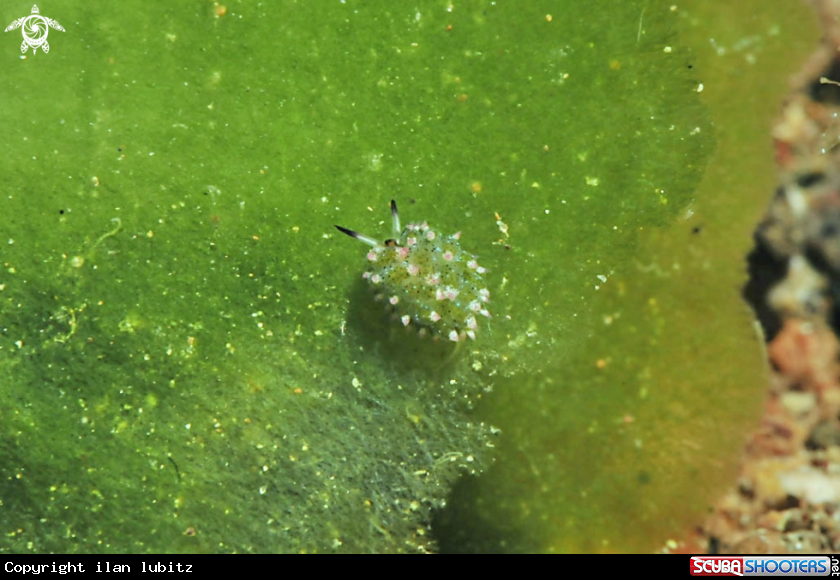 A sea slug