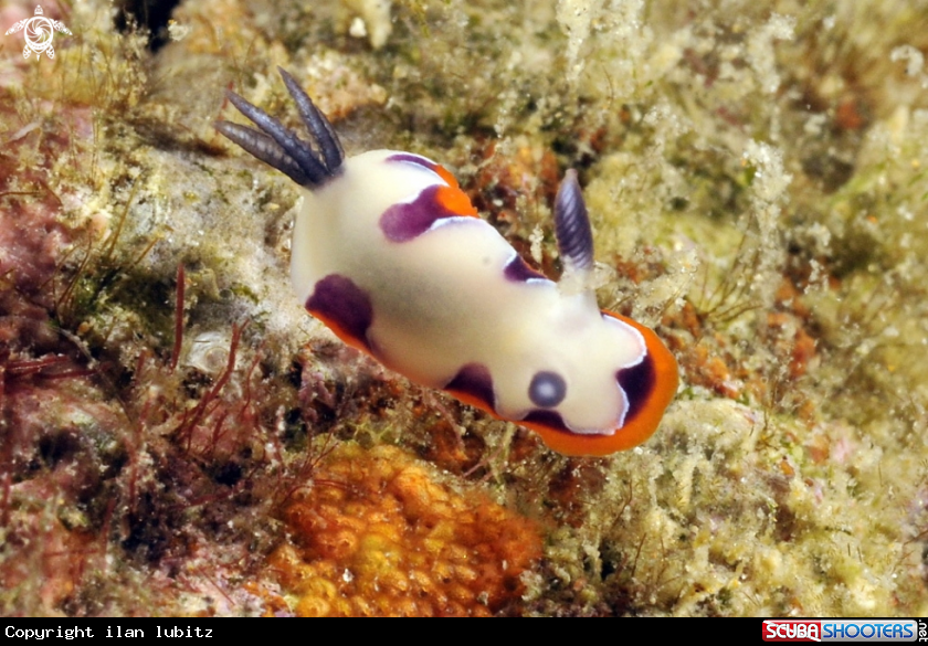 A Nudibranch
