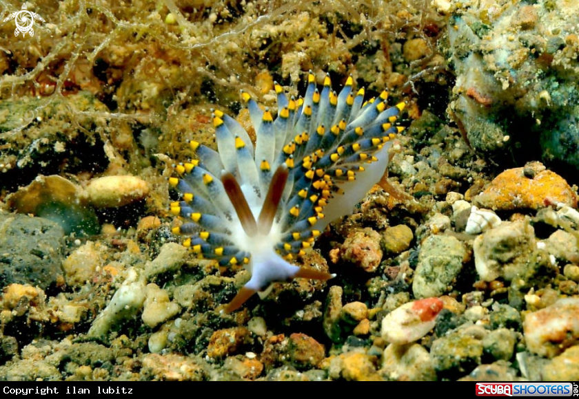 A Nudibranch