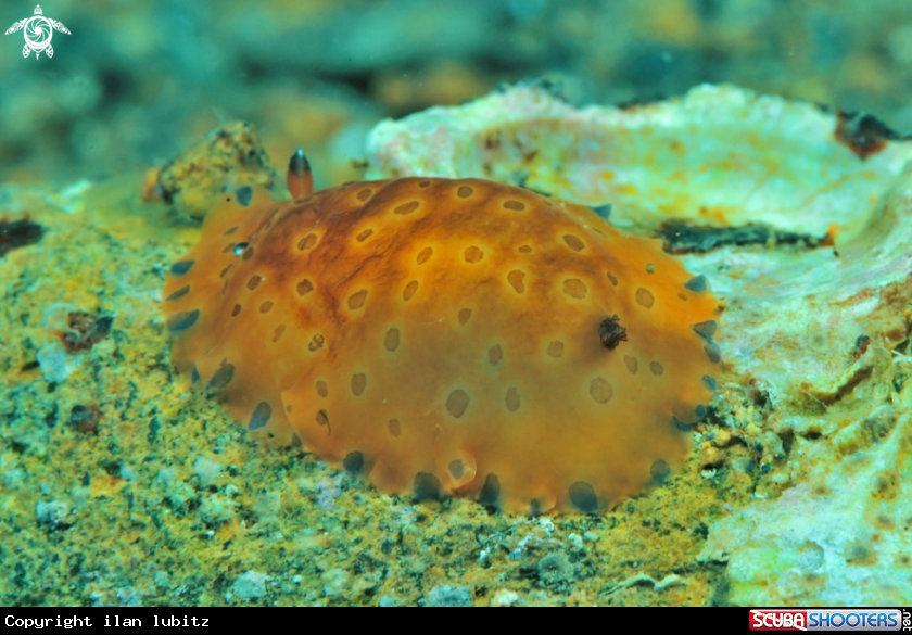 A sea slug