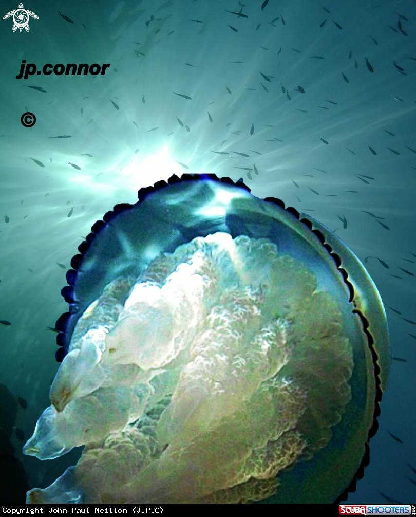 A Rhizostoma Pulmo